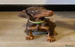 Dobermann dogs for sale: Beautiful Dobermann puppies - Image 11