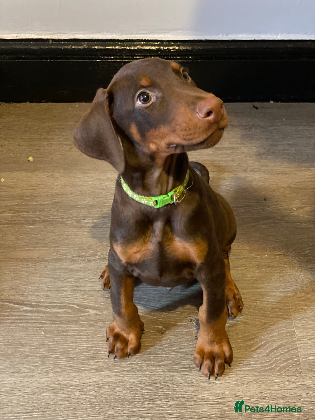 Dobermann dogs for sale: Beautiful Dobermann puppies - Image 11