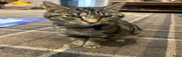 Mixed Breed cats for sale: Beautiful kittens for sale - Advert 6