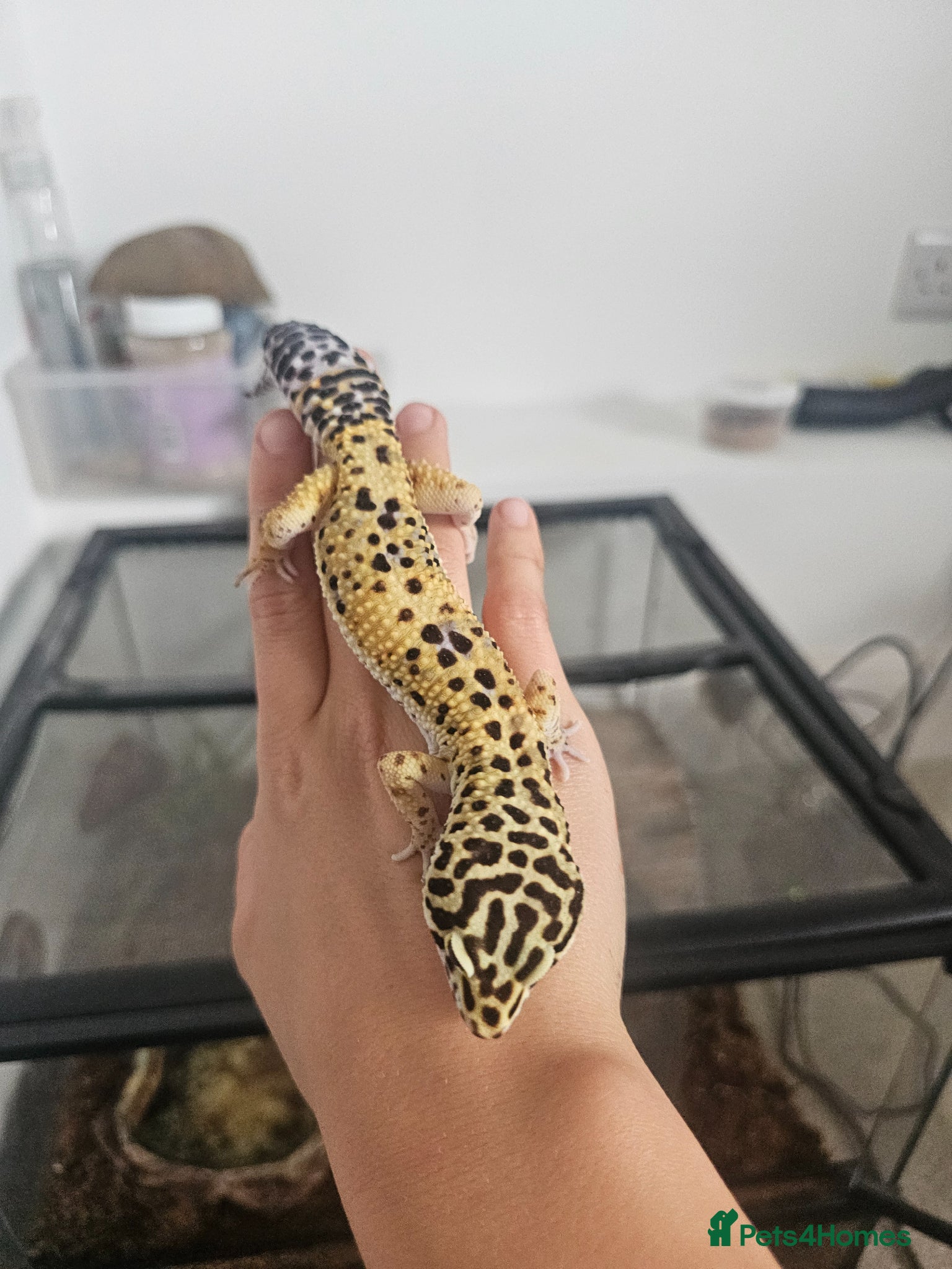Leopard Gecko reptiles for sale: Male leopard gecko and equipment in Hemel Hempstead - Advert 3