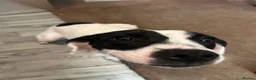 Mixed Breed dogs for sale: Bella  - Advert 6