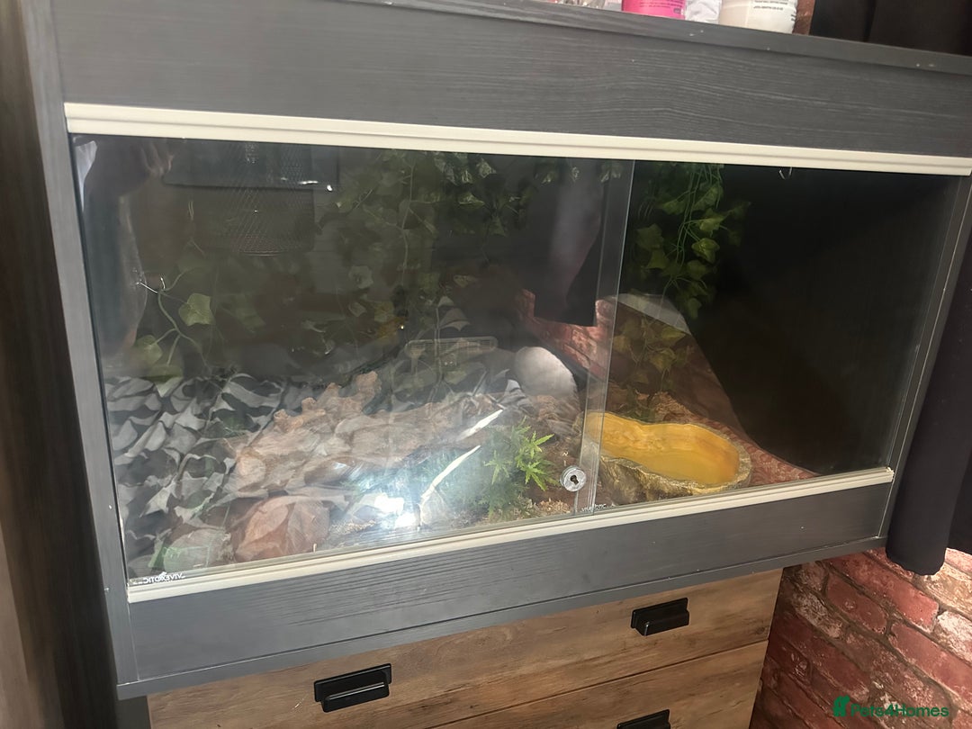 Corn Snake reptiles for sale: Corn snake with viv and full setup - Image 2