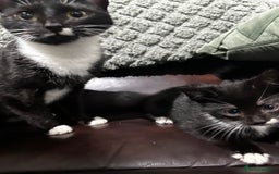 Mixed Breed cats for sale: 3 beautiful kittens for sale  - Image 5