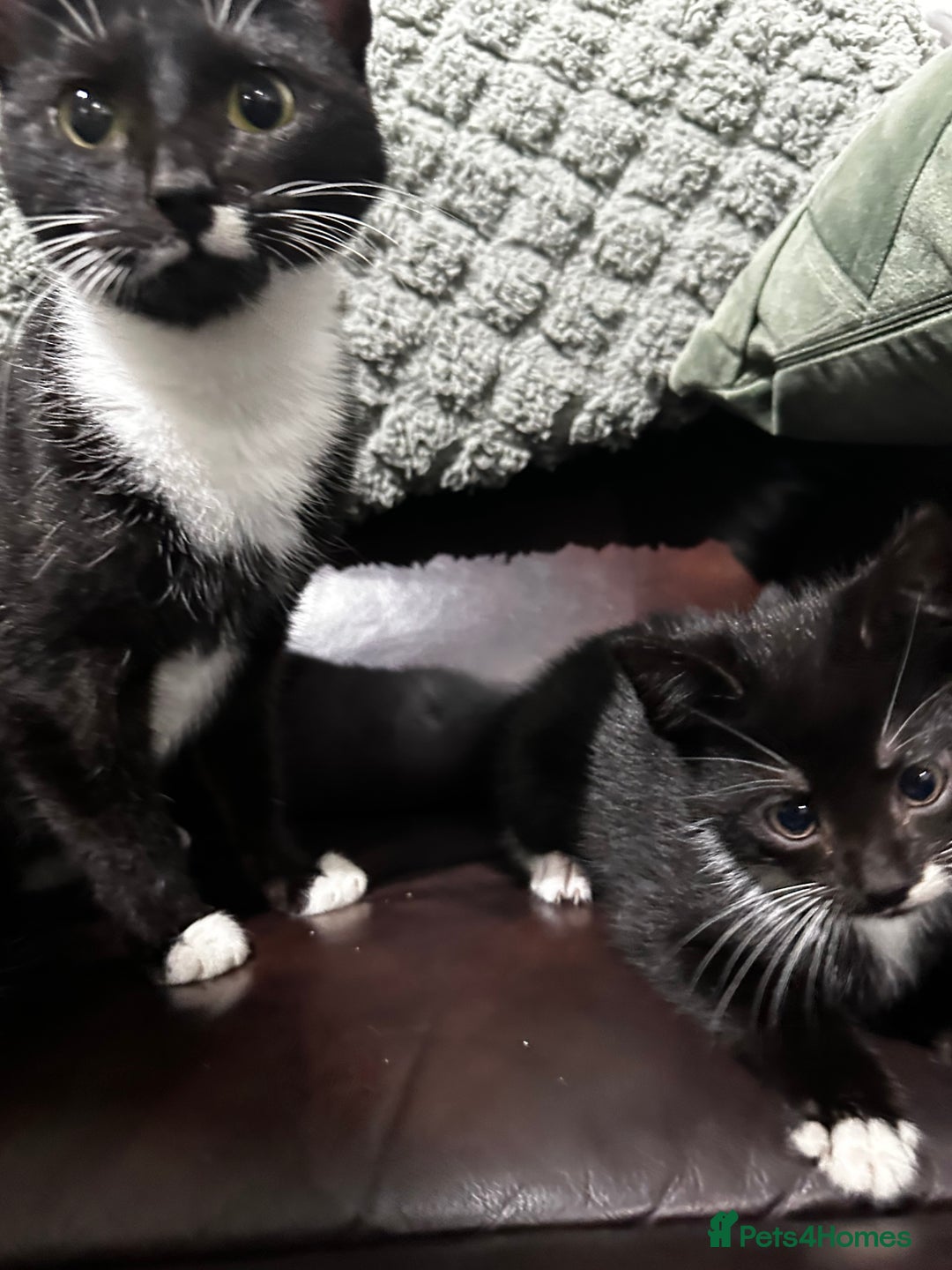 Mixed Breed cats for sale: 3 beautiful kittens for sale  - Image 5