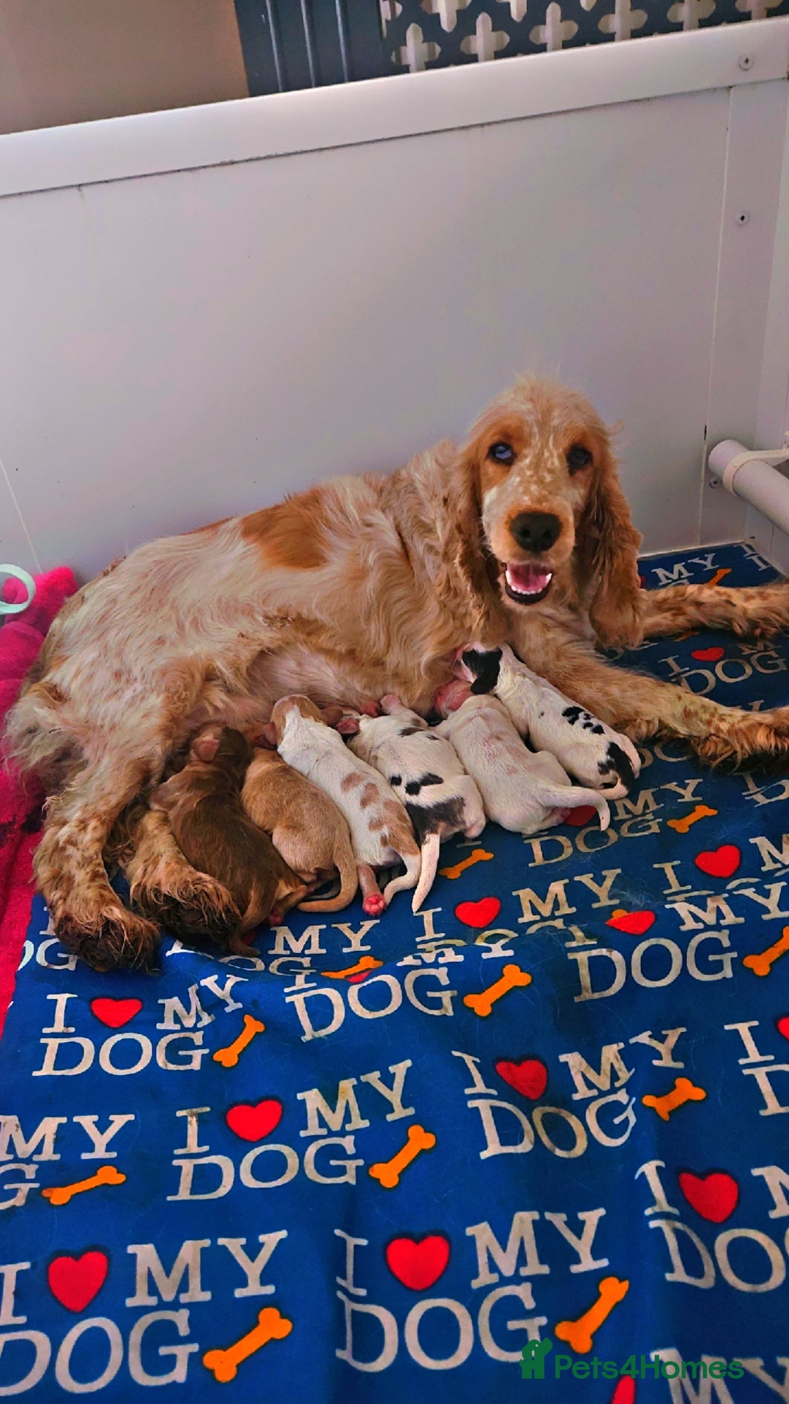 Cocker Spaniel dogs Unbelievable show type cocker spaniel babies  - Advert 16