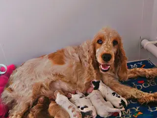Cocker Spaniel dogs Unbelievable show type cocker spaniel babies - Advert 16