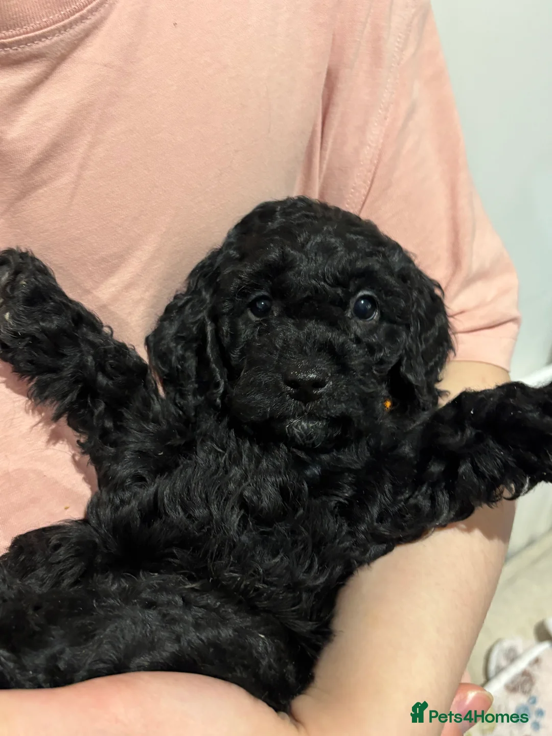 Cockapoo dogs for sale: Beautiful Cockapoo Puppies – 6 Boys & 2 Girls - Advert 27