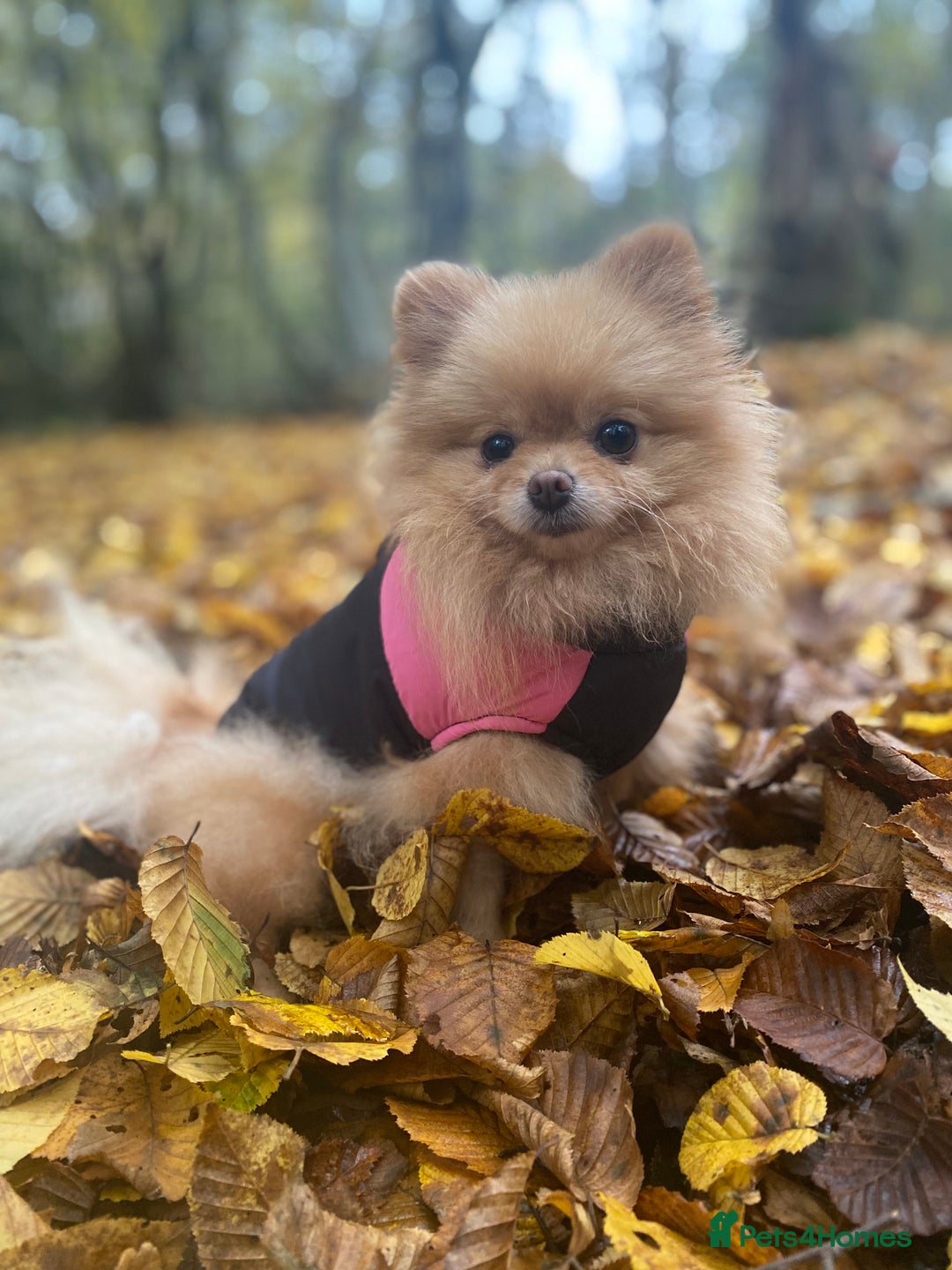 Pomeranian dogs for sale: 💙 Adorable Merle Pomeranian Puppy for Sale 💙 - Image 2