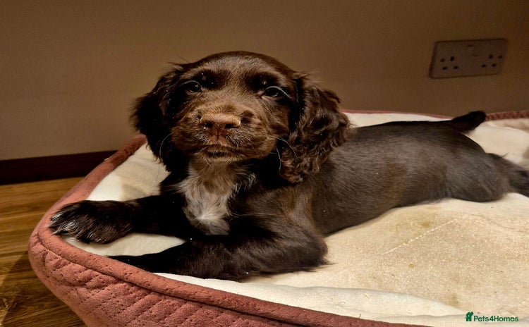 Cocker Spaniel dogs - Advert 3