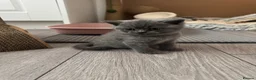 British Shorthair cats for sale: 4 British Shorthair Kittens For Sale - Advert 12