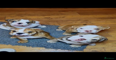 Mixed Breed dogs - Advert 14