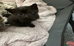 Domestic Shorthair cats for sale: Gorgeous kittens - Image 6