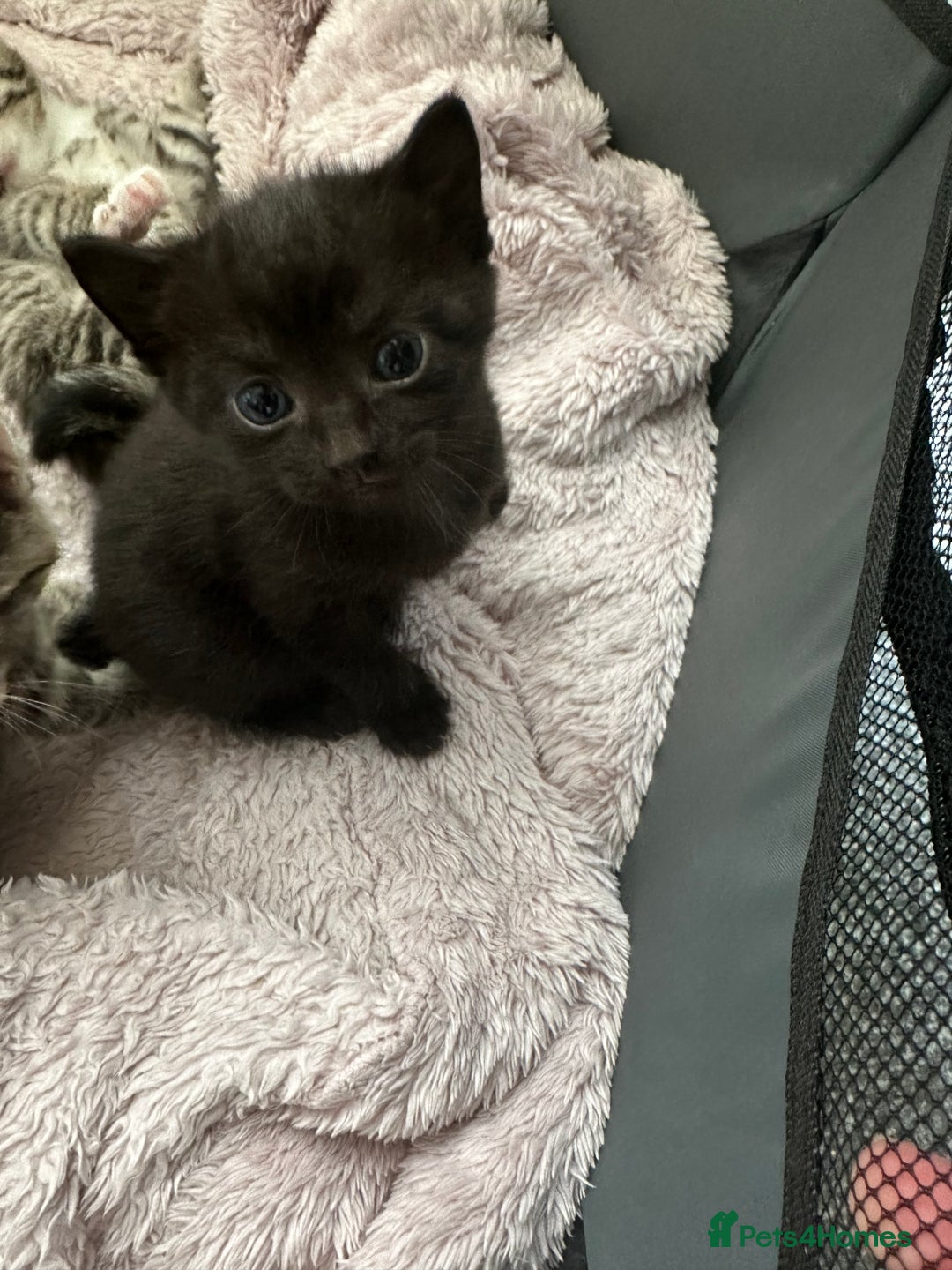 Domestic Shorthair cats for sale: Gorgeous kittens - Image 6