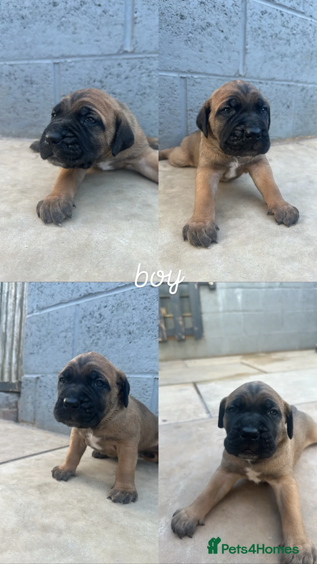 Cane Corso dogs for sale: 4 Beautiful cane Corso puppies 1 girl 3 boys  - Advert 2