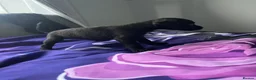 Patterdale Terrier dogs for sale: Patterdale terrier pups  - Advert 15