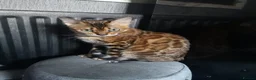Bengal cats for sale: 2 Lovely TICA registered Bengal Kittens - Advert 9