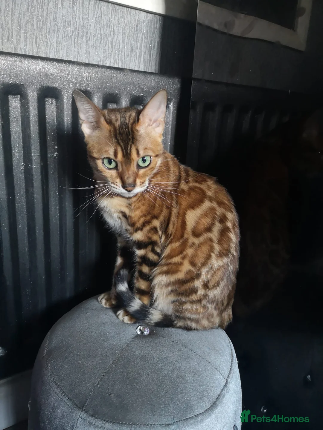 Bengal cats for sale: 2 Lovely TICA registered Bengal Kittens - Advert 9