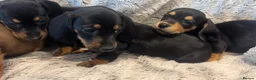 Dachshund dogs for sale: Dachshund puppies  - Advert 5