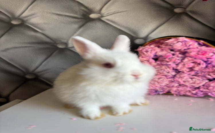 Netherland Dwarf rabbits 3month old babies Netherland dwarfs 5* homes - Advert 2