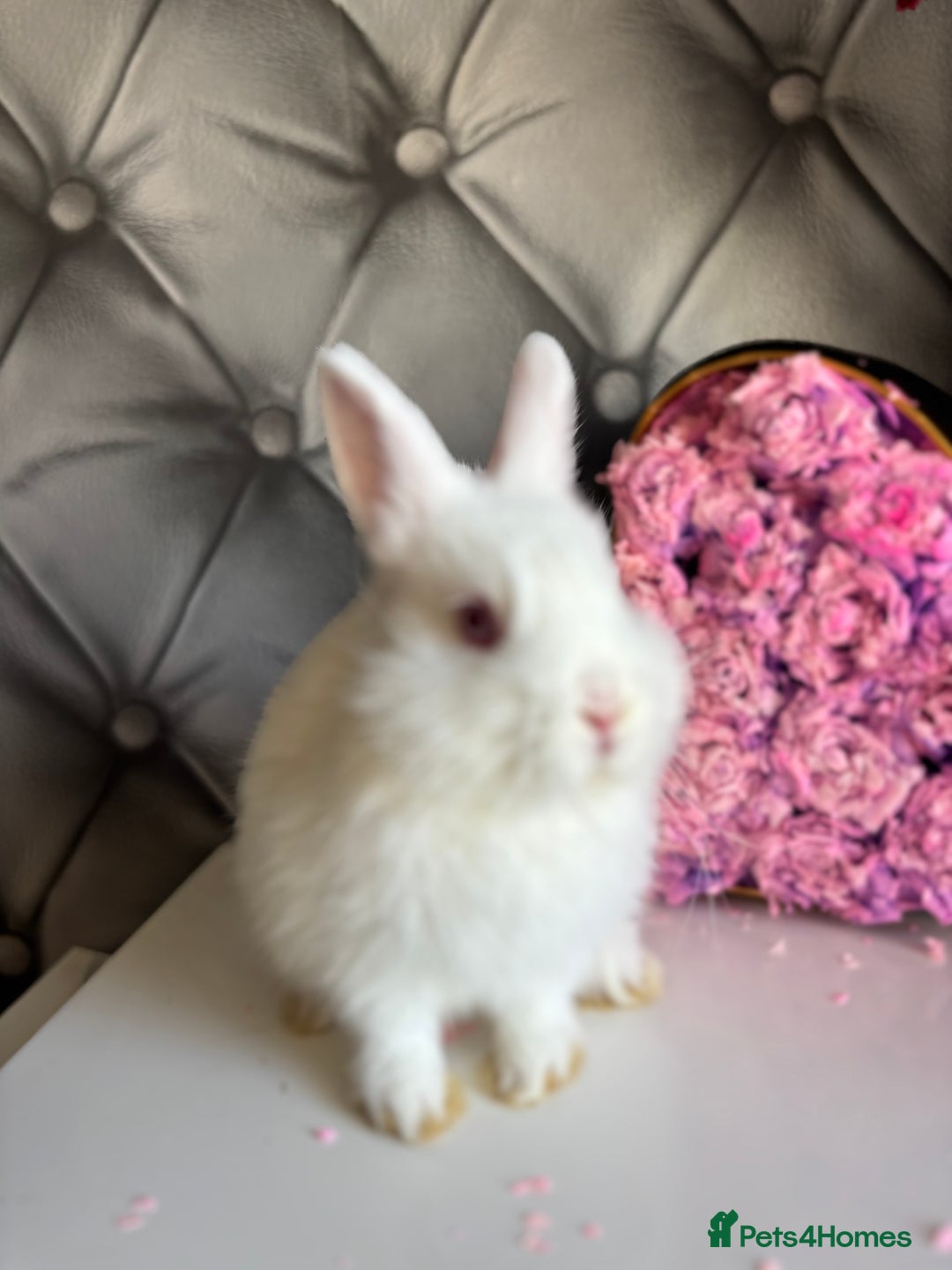 Netherland Dwarf rabbits for sale: Bucks for rehoming*Netherland dwarfs 5* homes - Advert 2