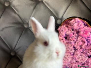 Netherland Dwarf rabbits 3month old babies Netherland dwarfs 5* homes - Advert 4