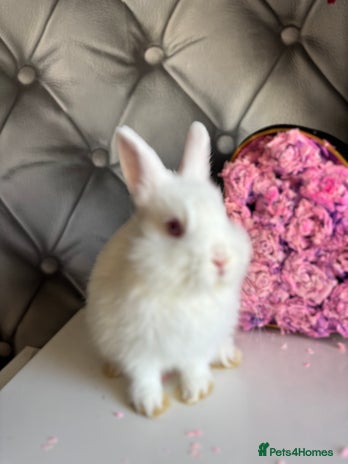 Netherland Dwarf rabbits 3month old babies Netherland dwarfs 5* homes - Advert 2