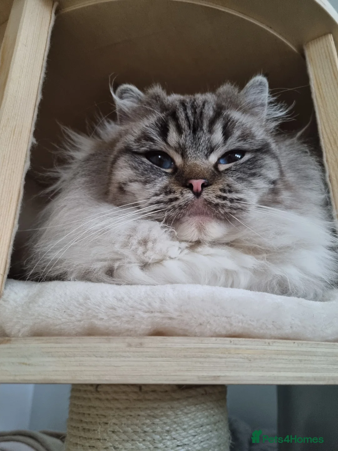 Ragdoll cats for sale: 5 amazing European babies.  Tica registered  - Advert 25