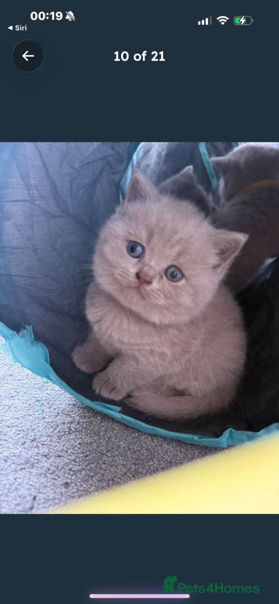 British Shorthair cats British shorthair  - Advert 1
