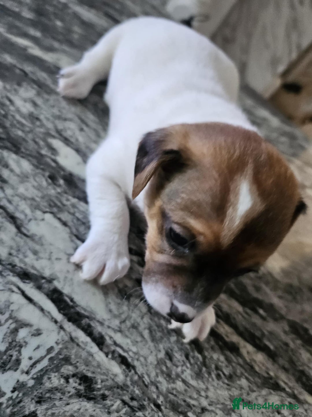 Jack Russell dogs for sale: Full pedigree jack russle pups  - Advert 7