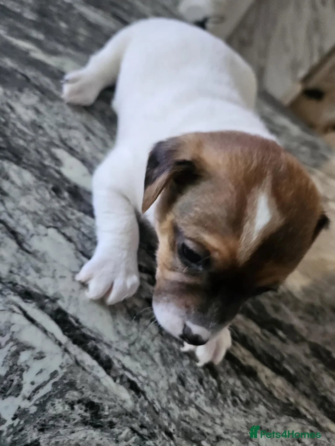 Jack Russell dogs for sale: Full pedigree jack russle pups  - Advert 7