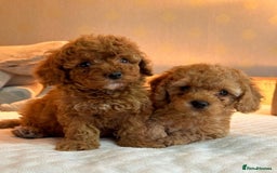 Maltipoo dogs for sale: Beautiful Maltipoo Toy Puppies - Image 1