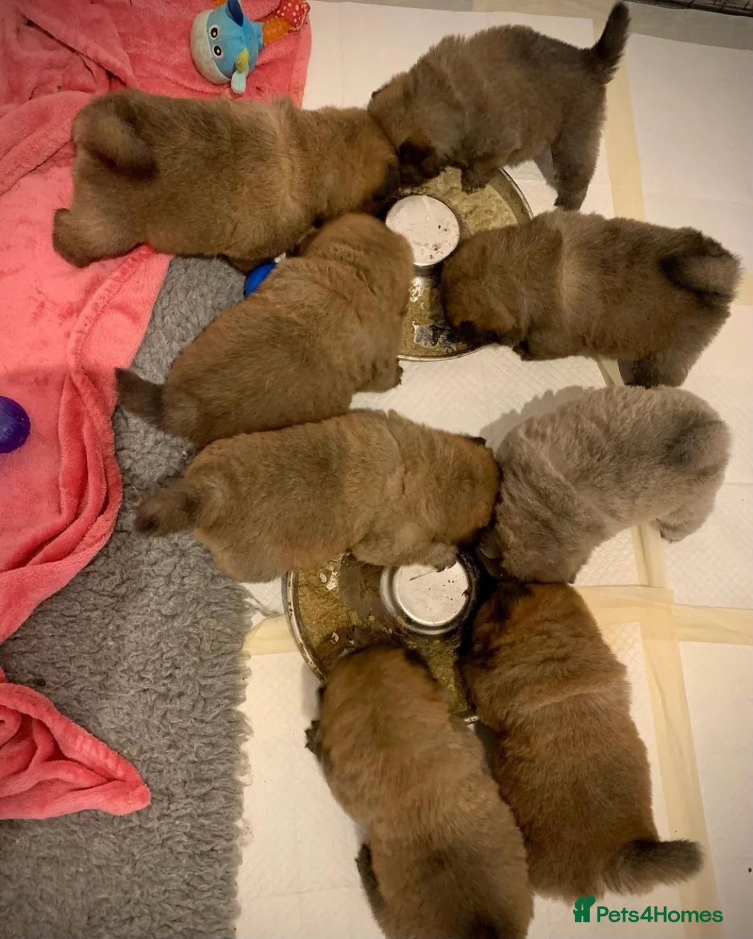 Chow Chow dogs for stud: HOGAN VERY WELL PROVEN STUD in Cheltenham - Advert 6