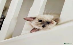 Ragdoll cats for sale: RAGDOLLS KITTENS **INC STARTER PACK & INSURANCE** - Image 11