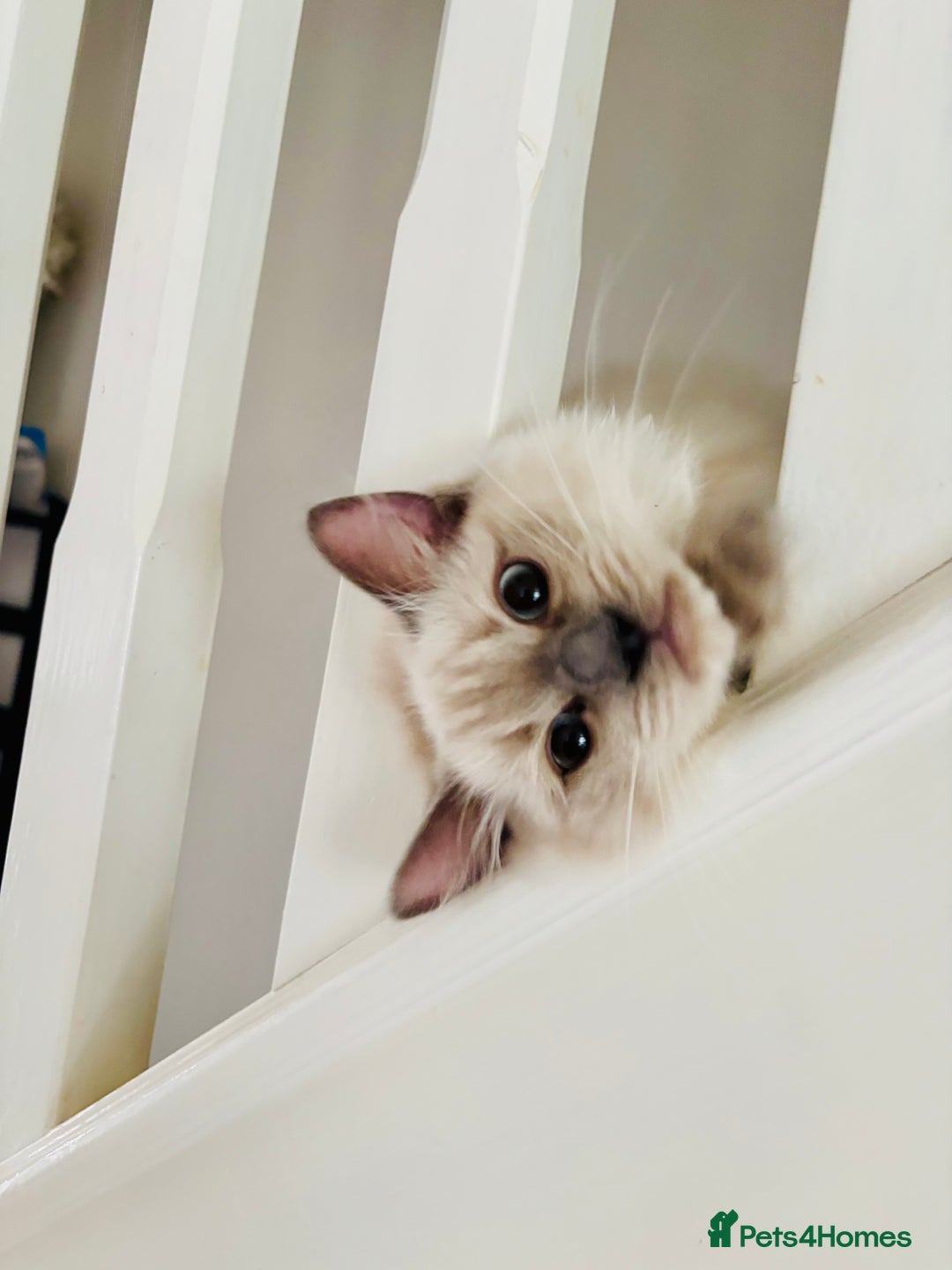 Ragdoll cats for sale: RAGDOLLS KITTENS **INC STARTER PACK & INSURANCE** - Image 11