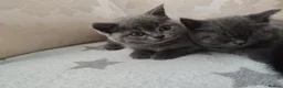 British Shorthair cats for sale: X2 Female British shorthair kittens  in Goole - Advert 5