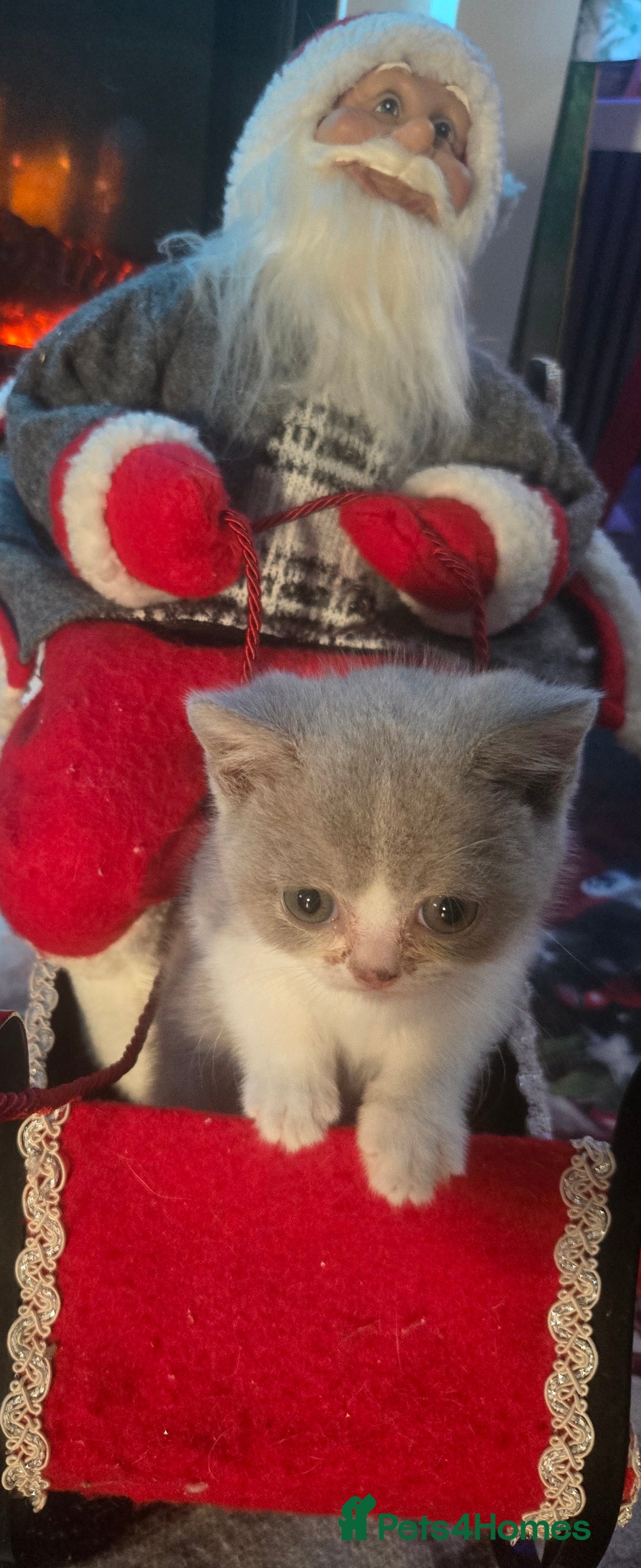 British Shorthair cats for sale: British shorthair kittens olny 1 girl ready now - Advert 4