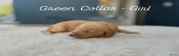 Standard Poodle dogs for sale: Apricot Standard Poodle Puppies  - Advert 14