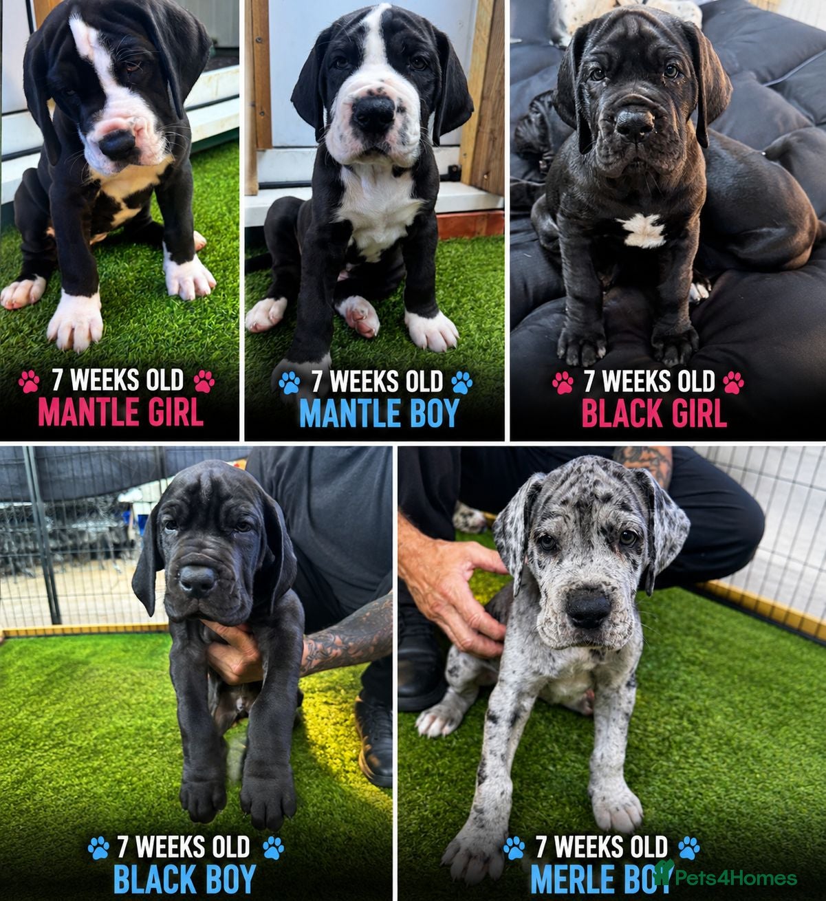 Great Dane dogs Chunky Great Dane puppies  - Advert 3