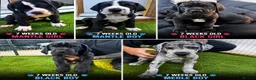 Great Dane dogs for sale: Chunky Great Dane puppies  - Advert 4