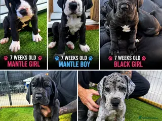 Great Dane dogs Chunky Great Dane puppies - Advert 3