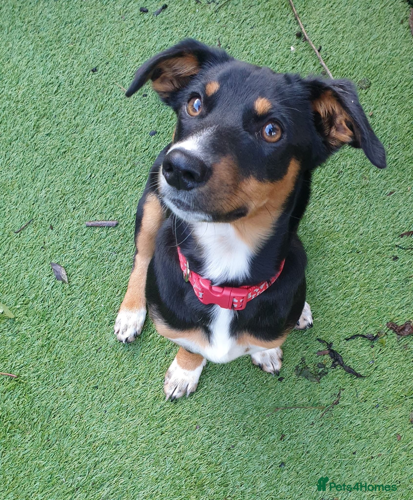 Mixed Breed dogs Carli  - Advert 9