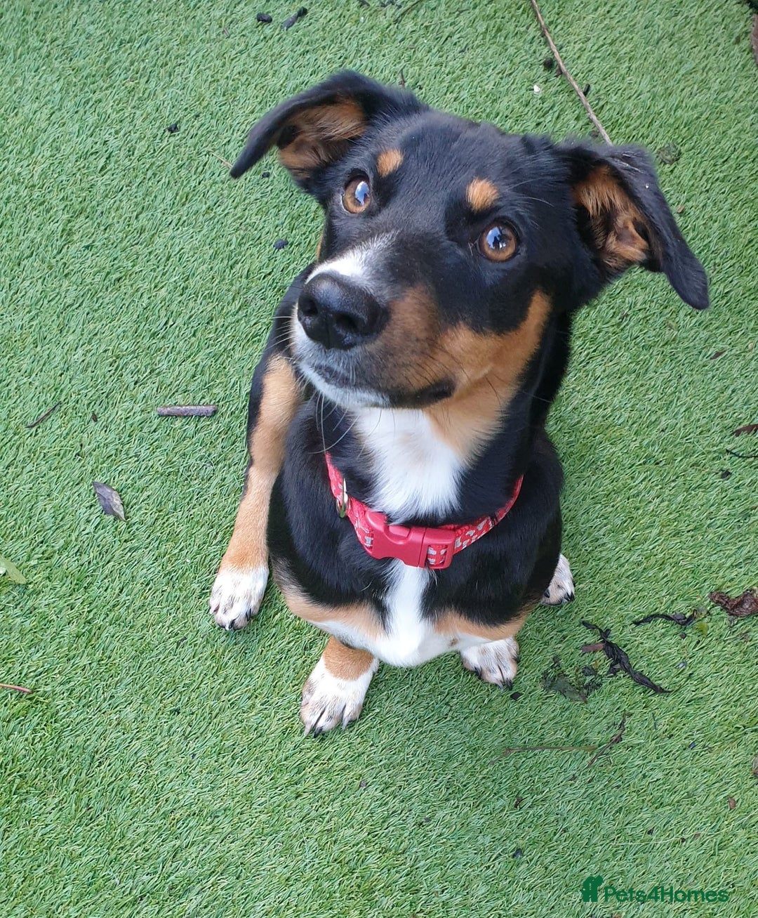 Mixed Breed dogs for adoption: Carli  - Advert 4