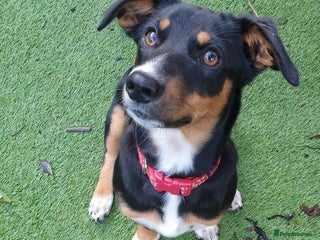 Mixed Breed dogs Carli - Advert 11