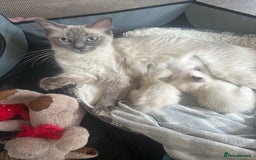 Ragdoll cats for sale: Blue mitted ragdoll kittens  - Image 12