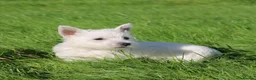 West Highland Terrier dogs for sale: West Highland Terrier (Westie) Puppies for Sale - Advert 6