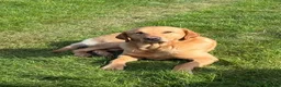 Labrador Retriever dogs for sale: Labradors - Advert 15