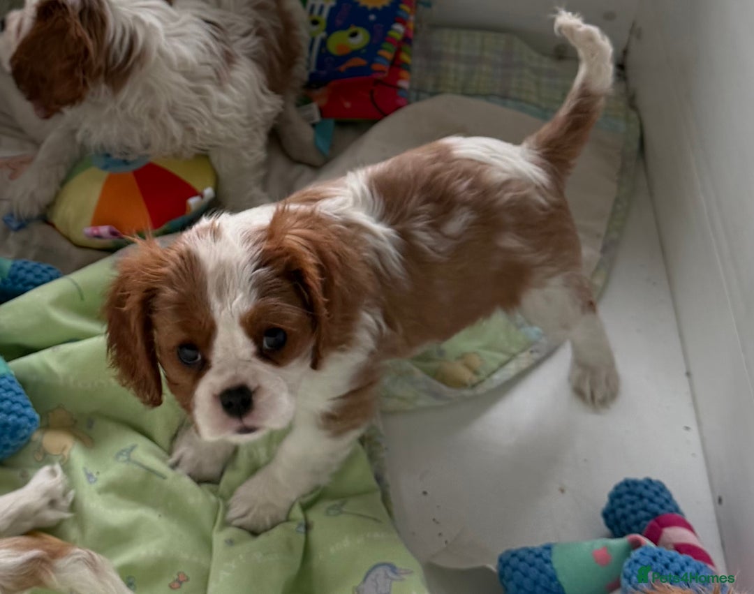 Cavalier King Charles Spaniel dogs for sale: Kc registered cavalier king charles puppies - Advert 13