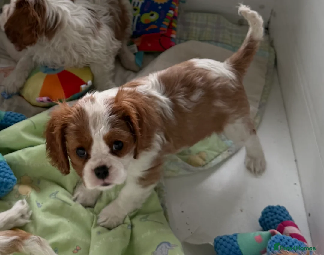 Cavalier King Charles Spaniel dogs for sale: Kc registered cavalier king charles puppies - Advert 14