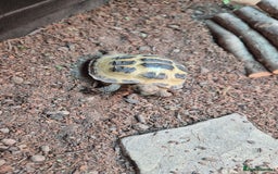Tortoise reptiles for sale: Horsfield tortoise for sale - Image 4