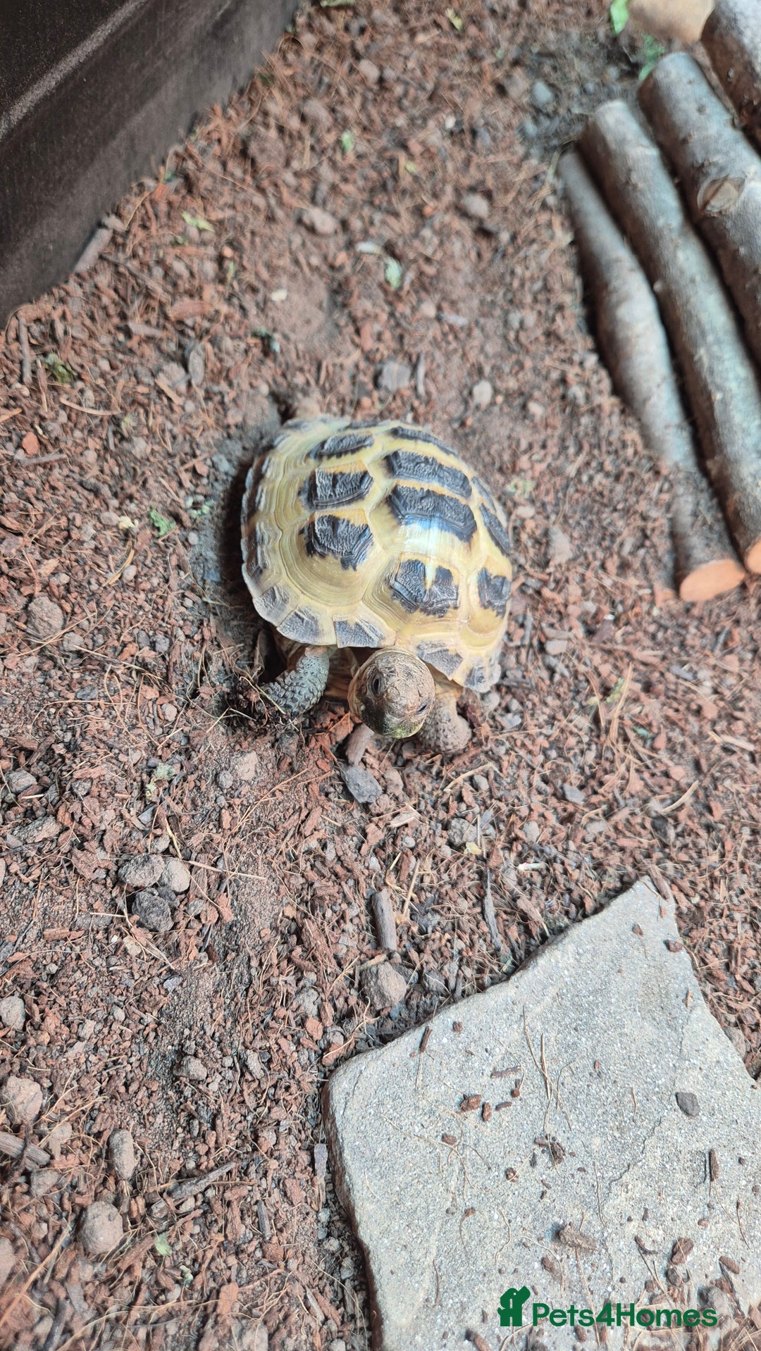 Tortoise reptiles for sale: Horsfield tortoise for sale - Image 4